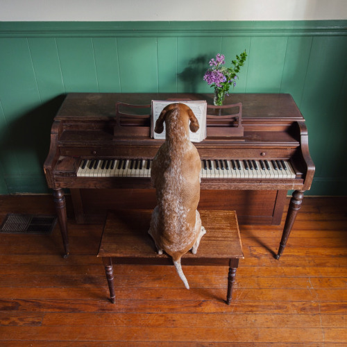 Maddie on Things by Theron Humphrey