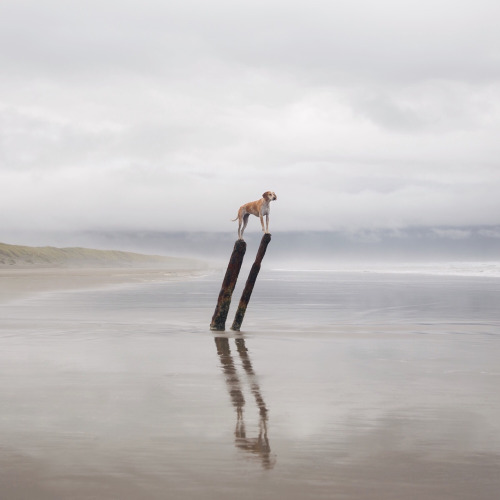 Maddie on Things by Theron Humphrey