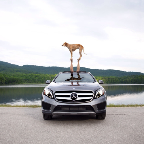 Maddie on Things by Theron Humphrey