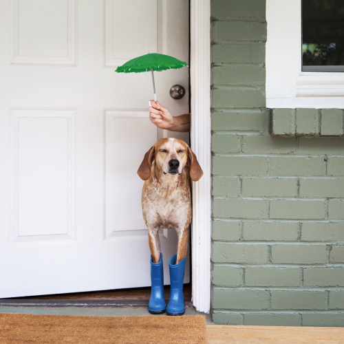 Maddie on Things by Theron Humphrey