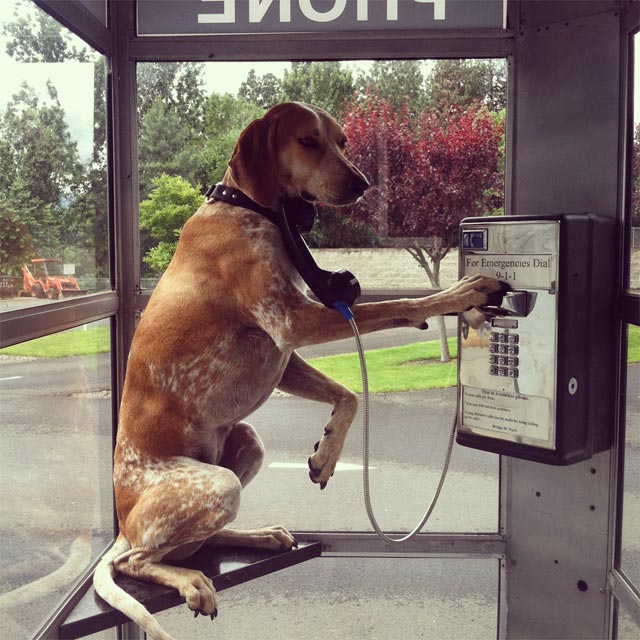 Maddie on Things by Theron Humphrey