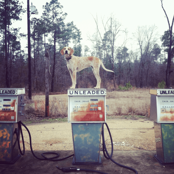 Maddie on Things by Theron Humphrey