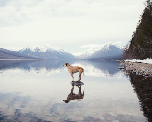 Maddie on Things by Theron Humphrey