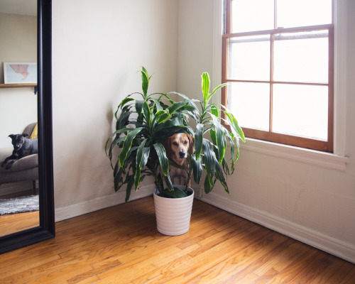 Maddie on Things by Theron Humphrey