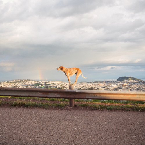 Maddie on Things by Theron Humphrey