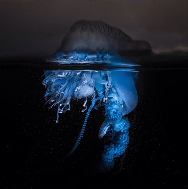 bluebottle Portuguese man of War Matty Smith o'war