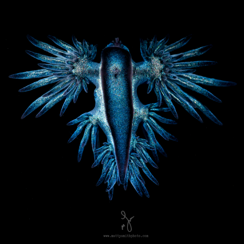 Glaucus Marginatus frilled Blue Dragon Matty Smith