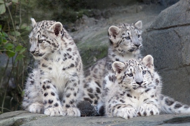 Snow leopard cubs by WWF