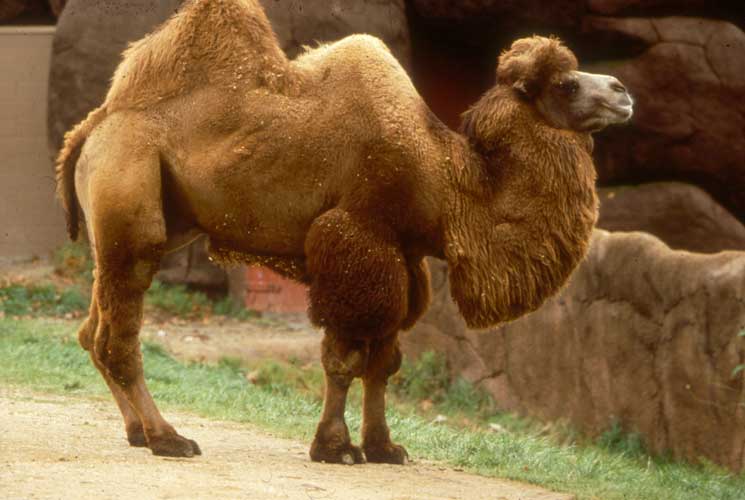 Bactrian Camel