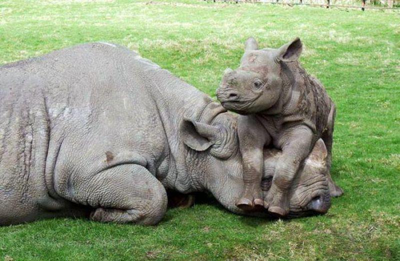 African Rhino mother and baby