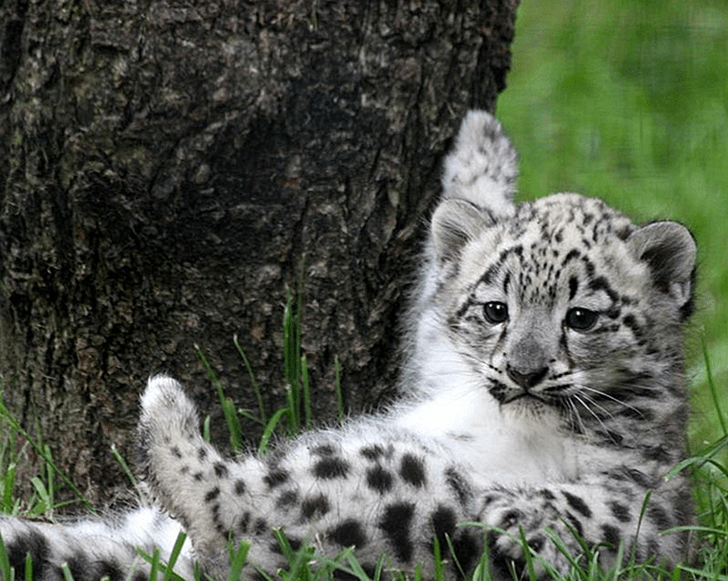 Snow Leopard