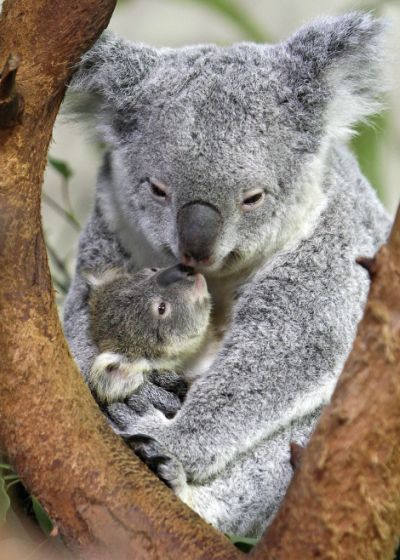Koala mother and baby