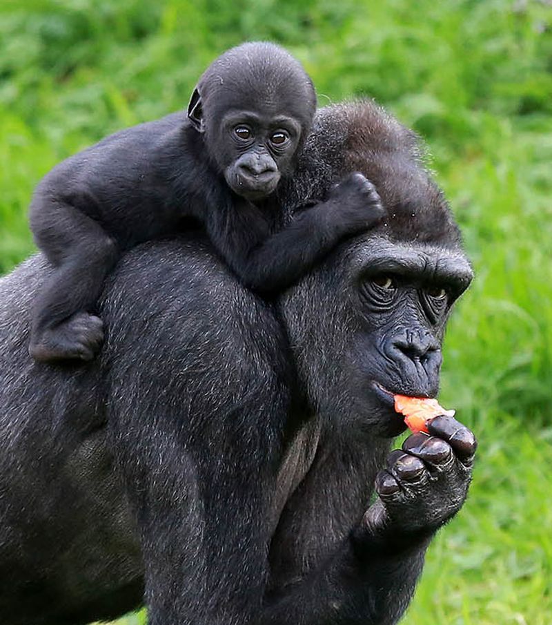 Gorilla mother and baby