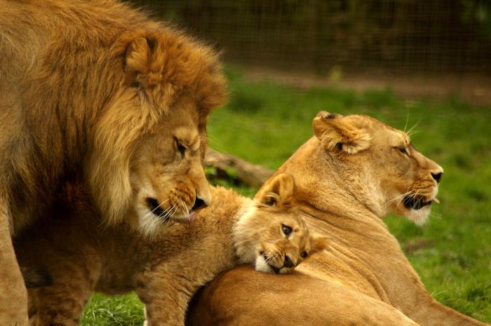 Lion family