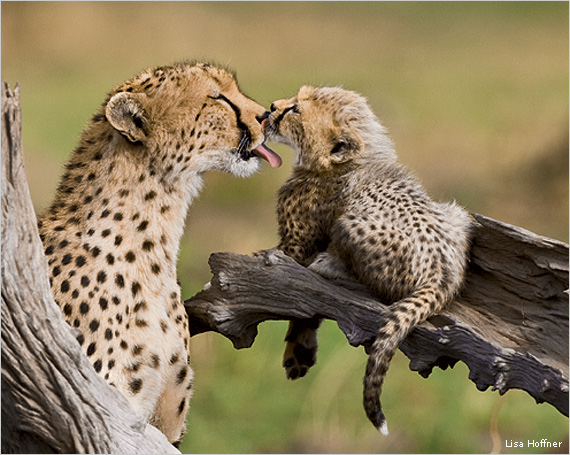 Cheetah mother and cub