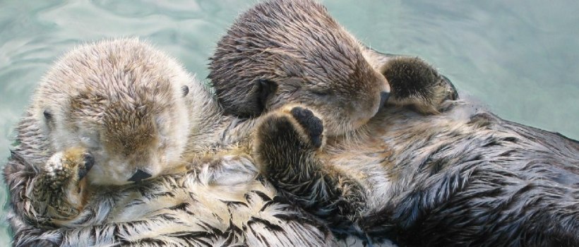 Sea Otters holding hands