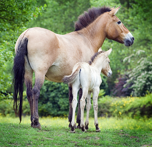 Przewalski's Horse mother and foal