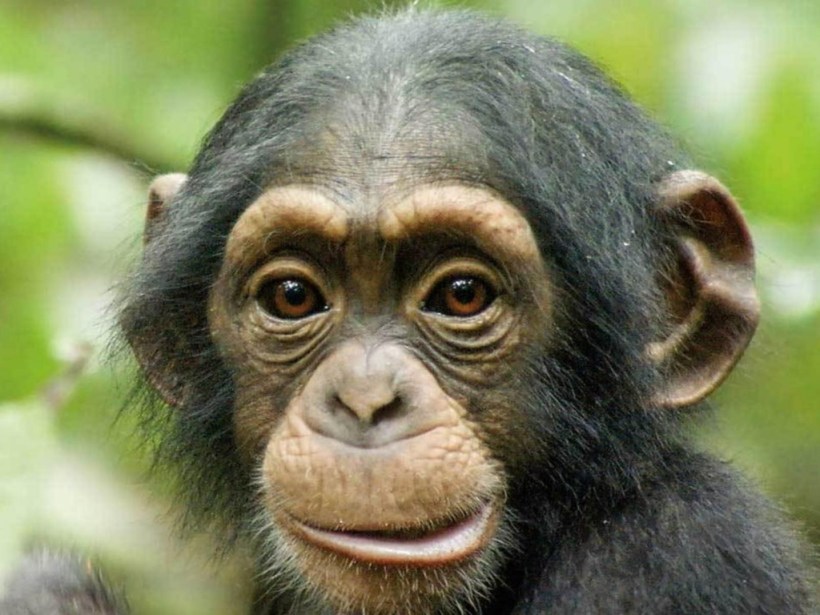 Chimpanzee baby