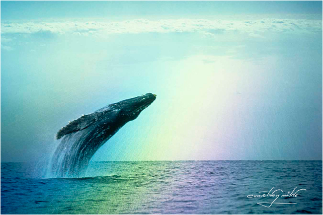 Blue Whale breaching