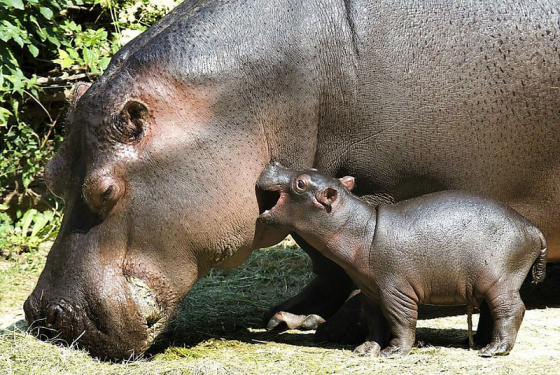 Hippopotamus mother and baby