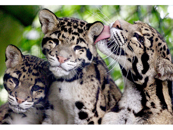 Snow Leopard mother and babies