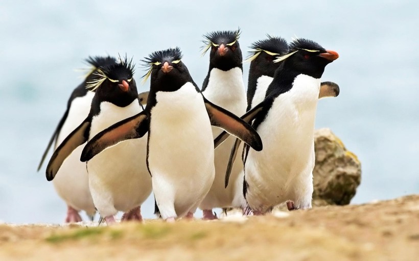 Rockhopper Penguin
