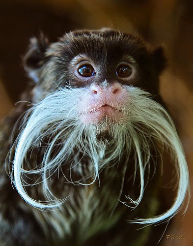 Emperor Tamarin