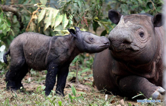Sumatran Rhino