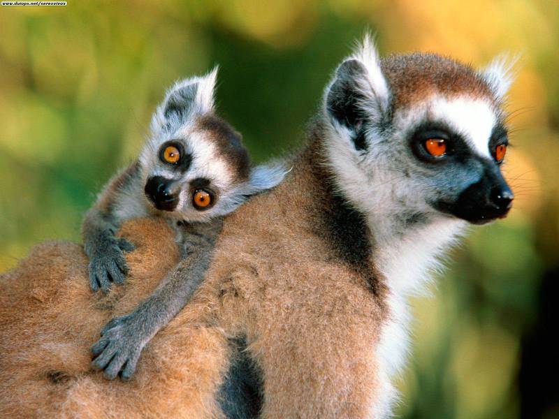 Ring-Tailed Lemur mother and baby