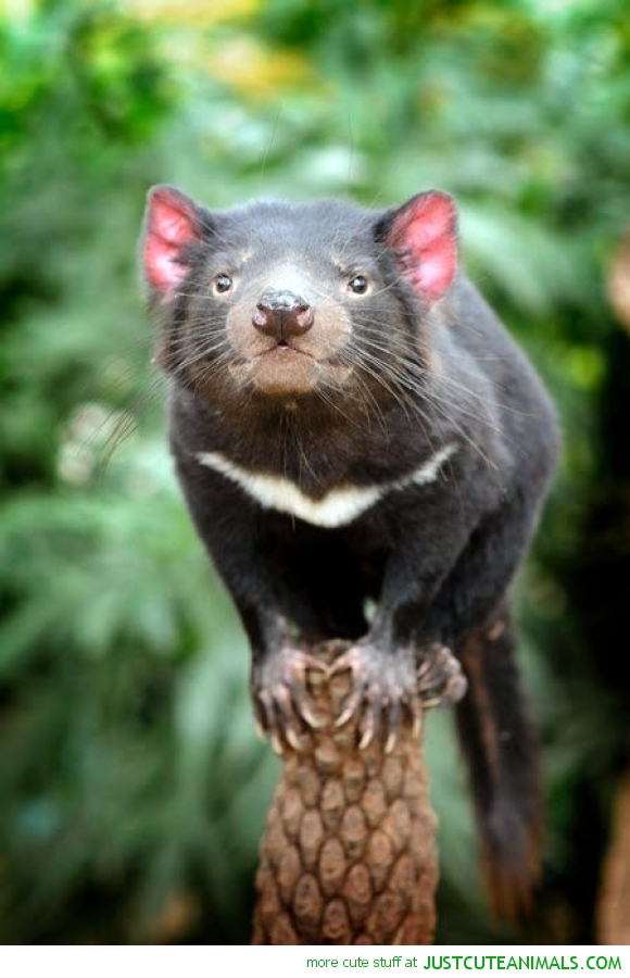 Tasmanian Devil