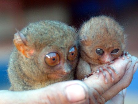 Tarsier mother and baby