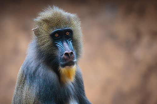 Mandrill