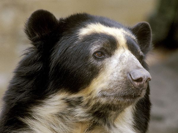 Spectacled Bear