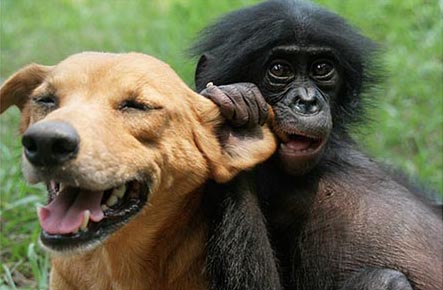 Bonobo and dog
