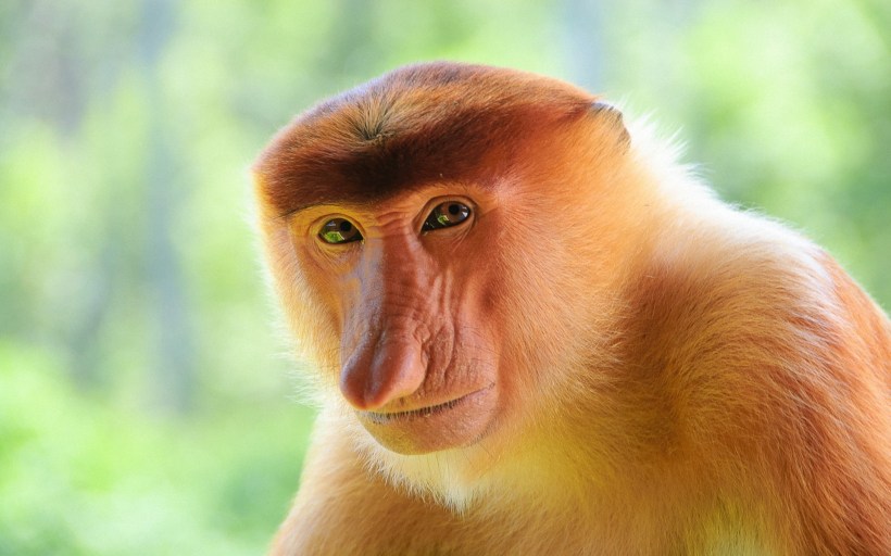 Proboscis Monkey