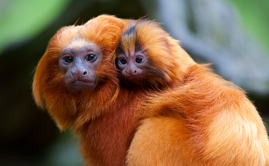 Golden Lion Tamarin mother and baby