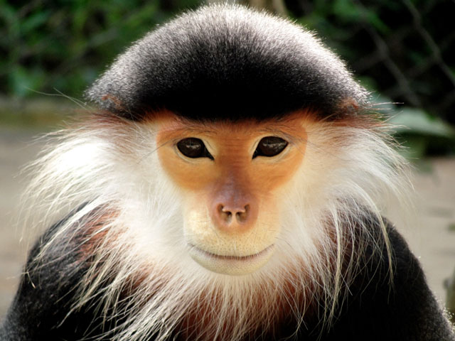 Douc Monkey 