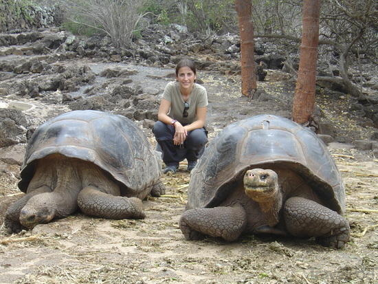 Giant Tortoise