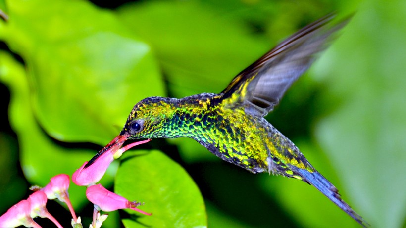 Honduran Emerald Hummingbird