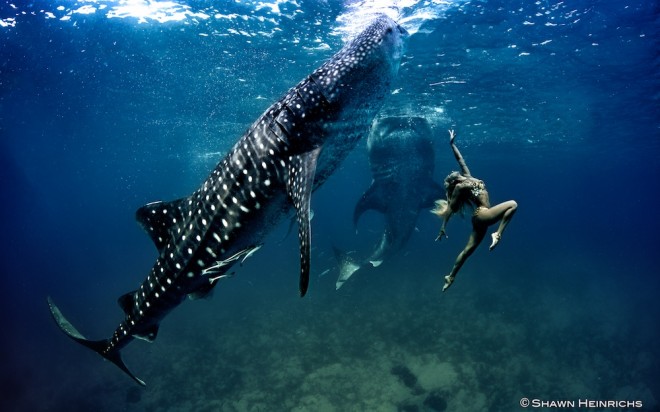 Whale Shark with model