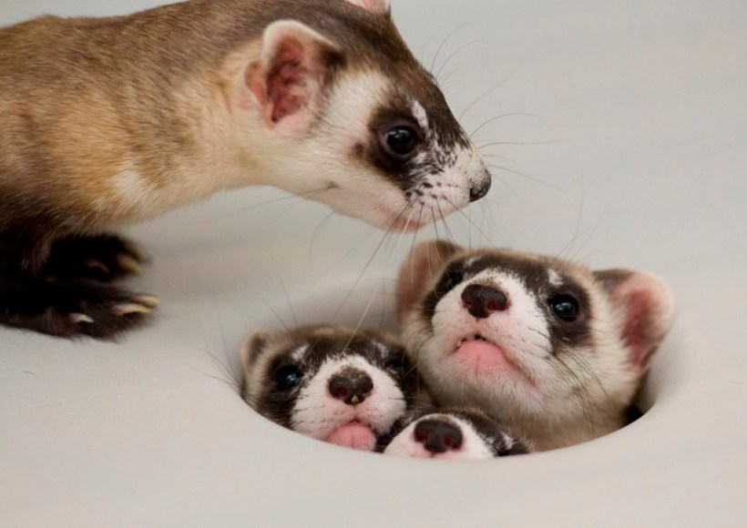 Black-Footed Ferret family