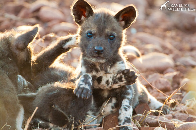 African Wild Dog puppies