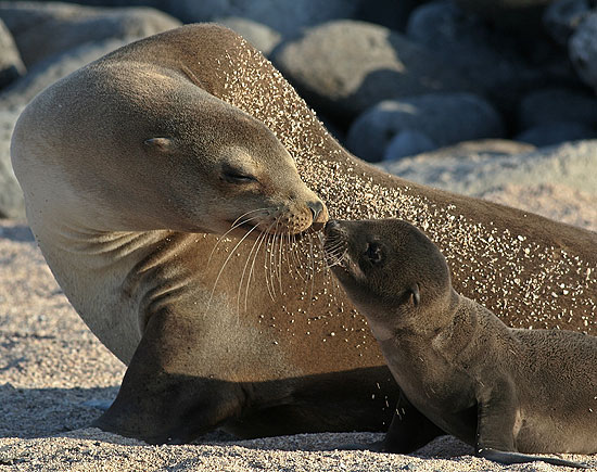 Sea Lion mother and baby