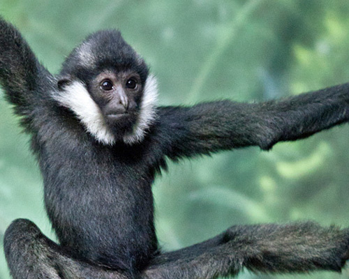 White-cheeked Gibbon