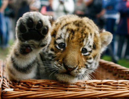 Tiger cub