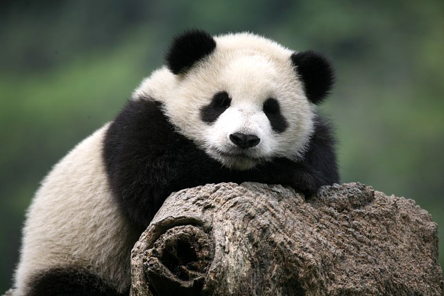 Giant Panda