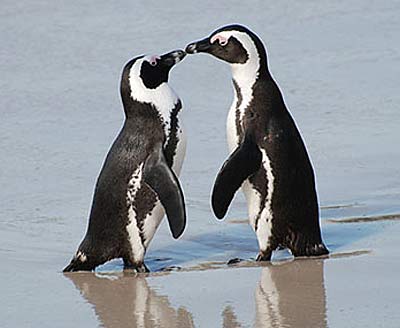 Black-Footed Penguin