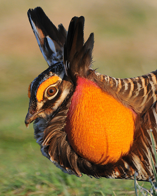 Prairie Chicken