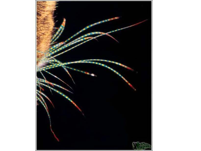 Burton Silver/Heather Busch