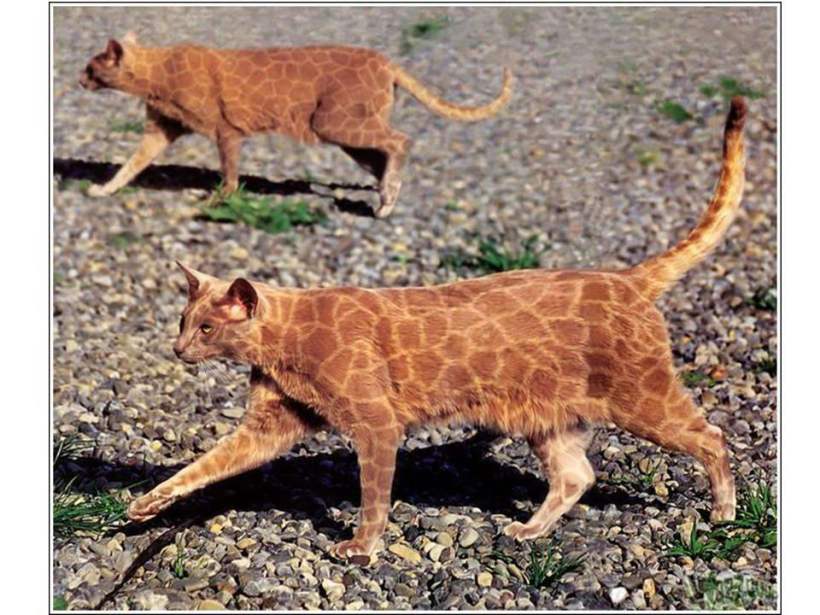 Burton Silver/Heather Busch